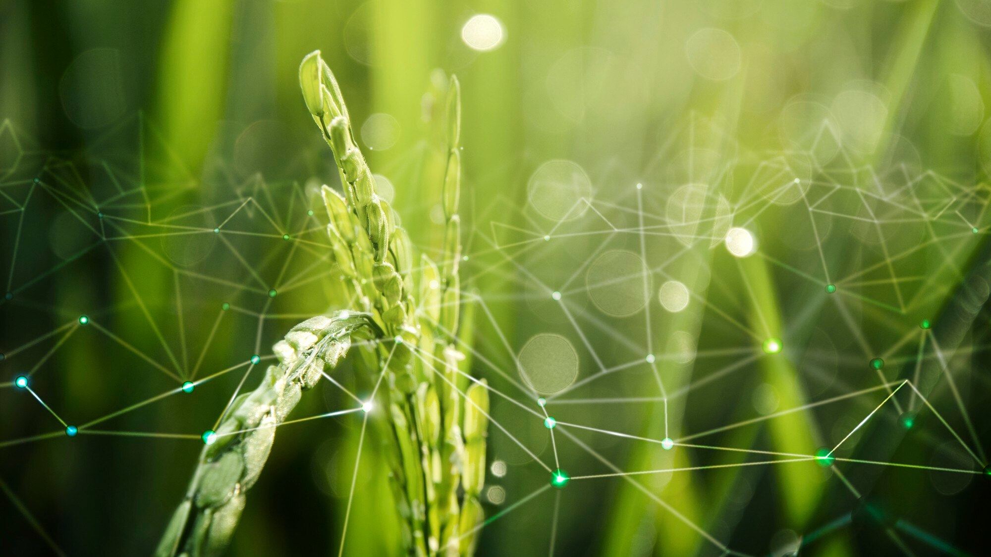 Agricultural data visualization over crop field